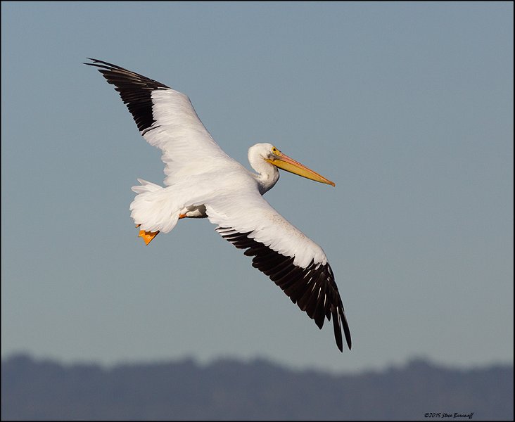 _5SB5201 american white pelican.jpg